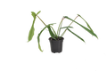 Philodendron Joepii 4 inch in Grower Pot