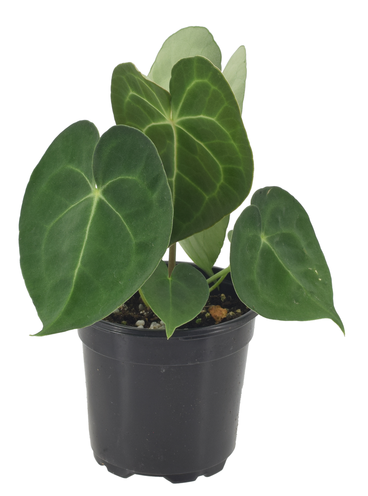 Anthurium Clarinervium 4 inch Grower Pot
