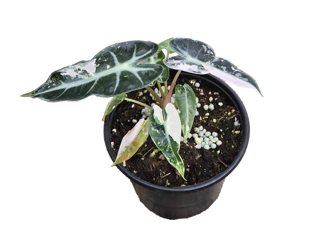 Alocasia Bambino Variegated 4 inch Grower Pot