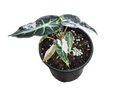 Alocasia Bambino Variegated 4 inch Grower Pot