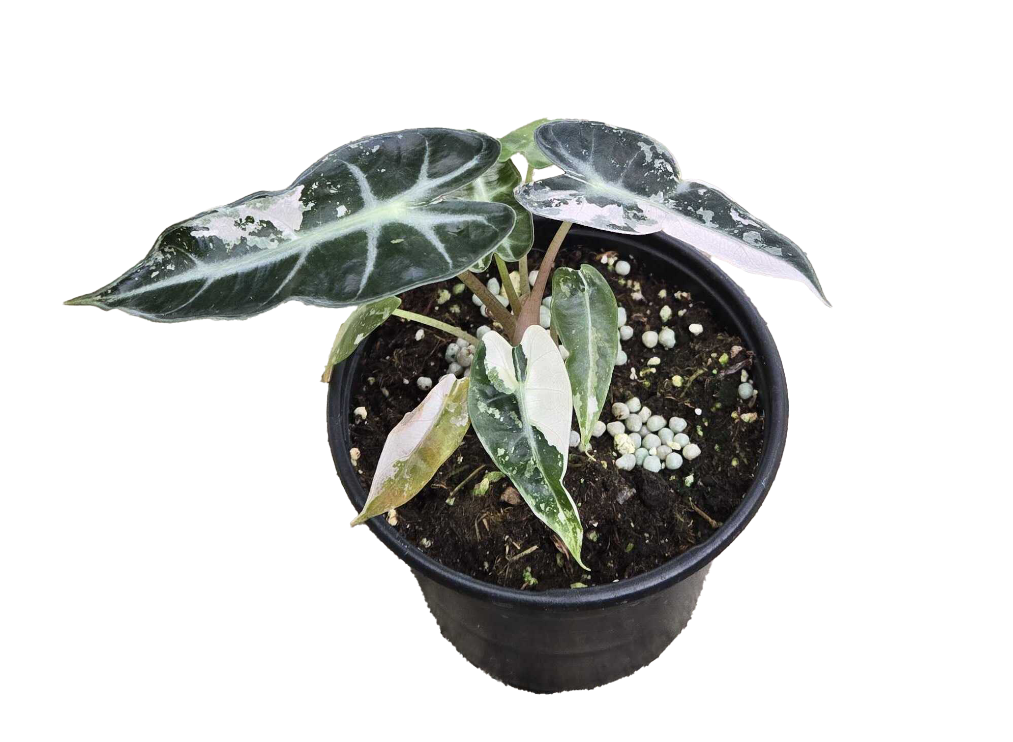 Alocasia Bambino Variegated 4 inch Grower Pot