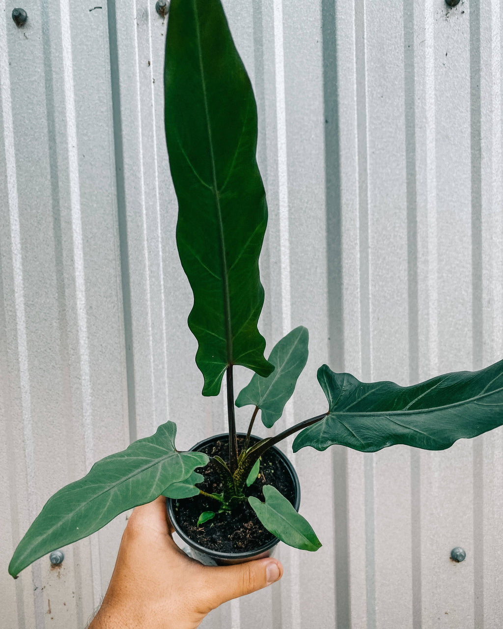4" Alocasia Lauterbachiana 'Purple Sword'