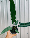 4" Alocasia Lauterbachiana 'Purple Sword'