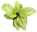 Philodendron Congo Mint Marble 4in Grow Pot