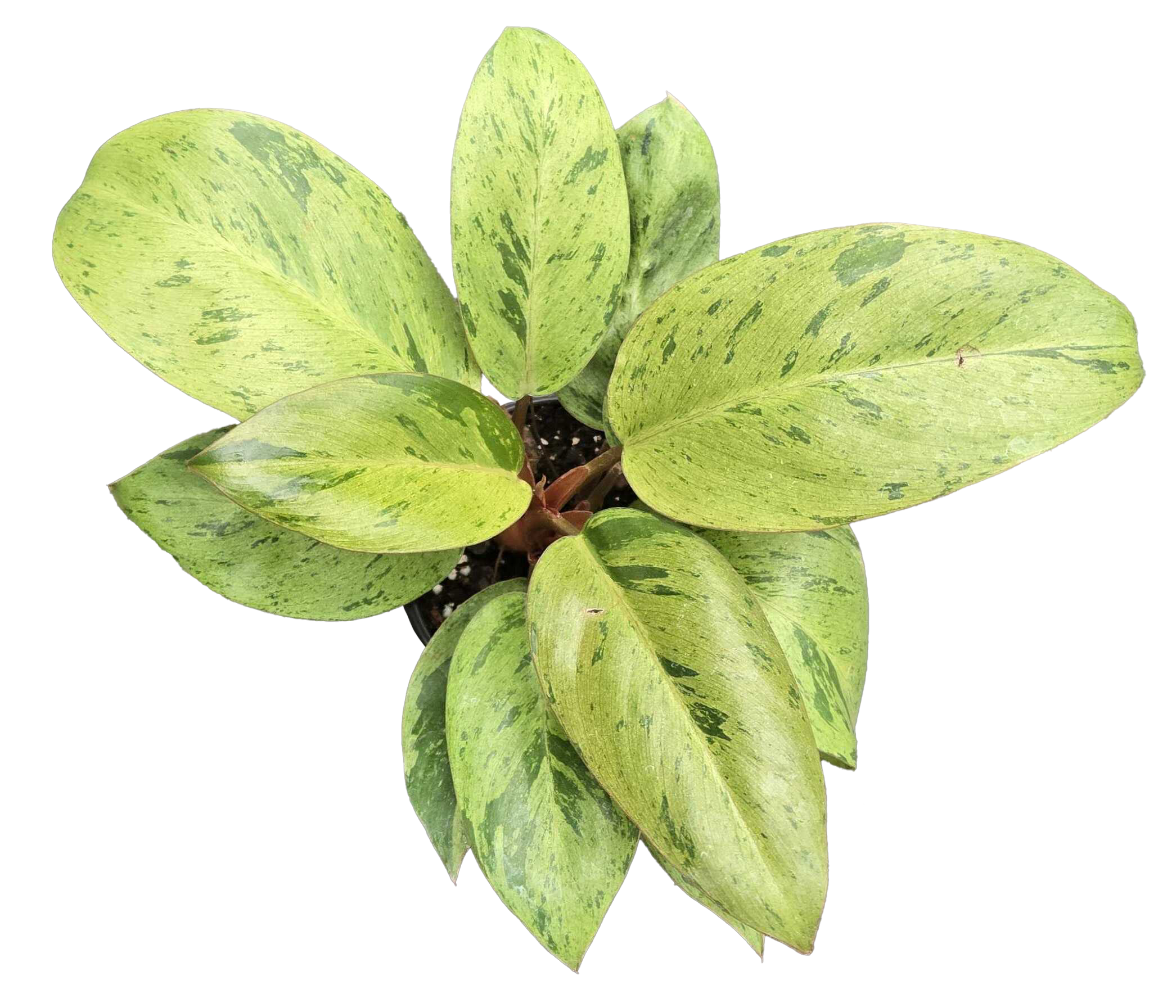 Philodendron Congo Mint Marble 4in Grow Pot