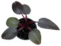 Philodendron Burgundy Princess 4 inch Grower Pot