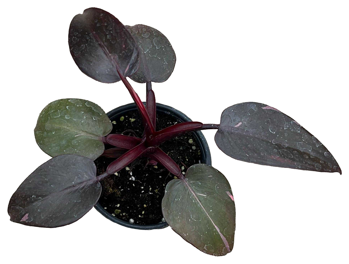 Philodendron Burgundy Princess 4 inch Grower Pot