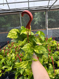 POTHOS Hawaiian HB Live Plant 6in