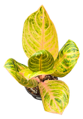 Aglaonema Siam Perfect 4in Grow Pot