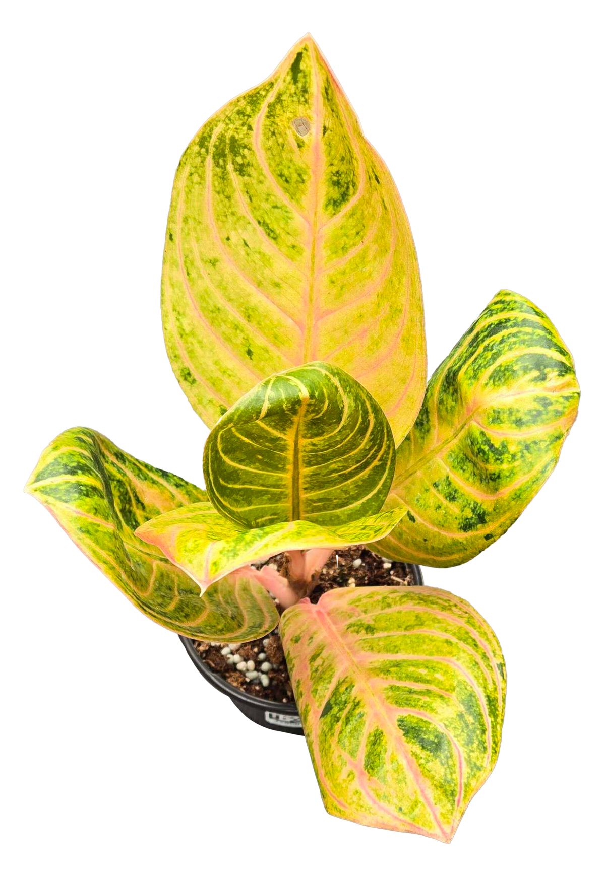 Aglaonema Siam Perfect 4in Grow Pot