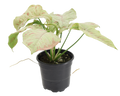 Syngonium Milk confetti 4 inch Grower Pot