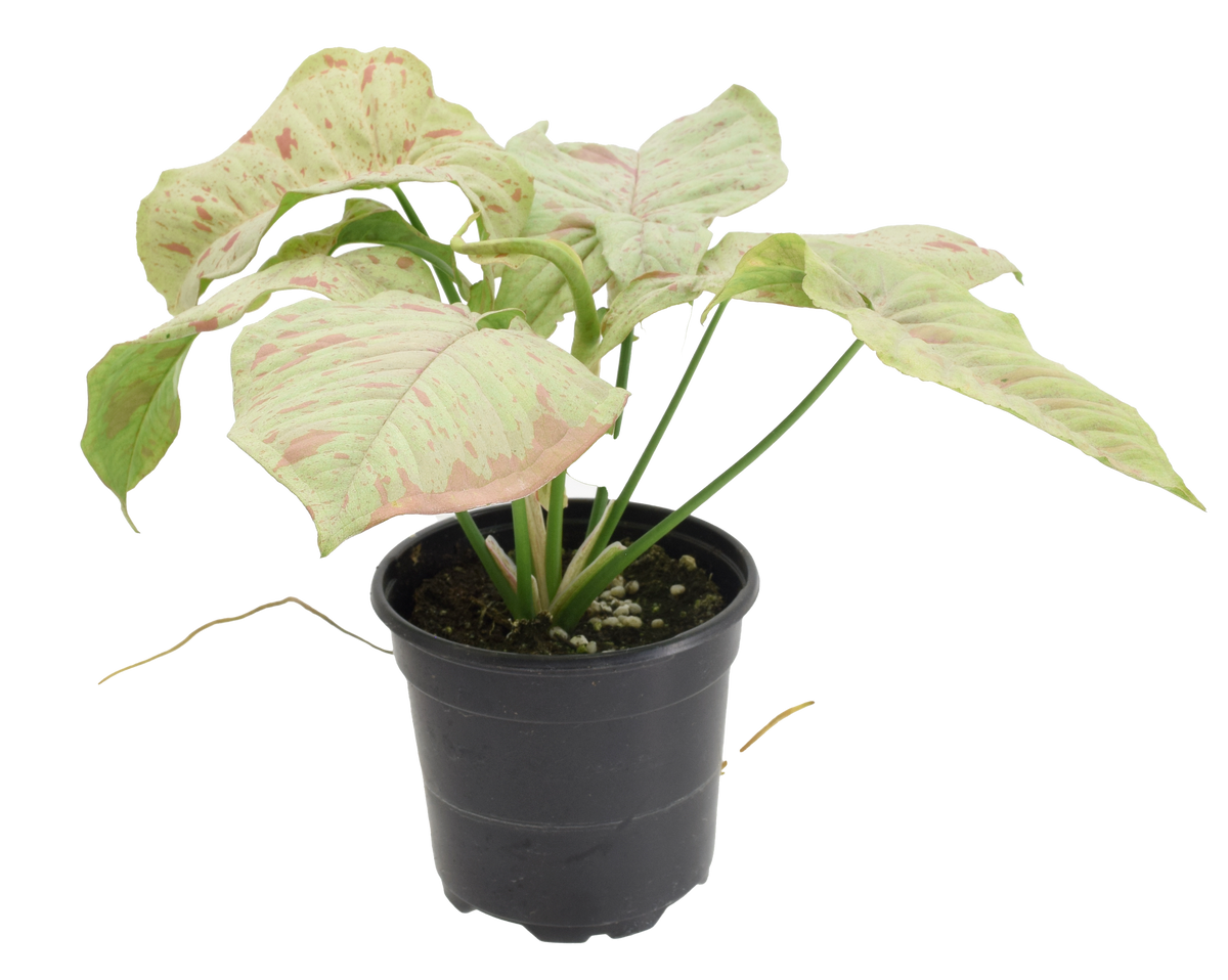 Syngonium Milk confetti 4 inch Grower Pot